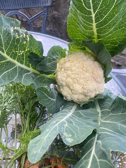 Vegetable Allotment View
