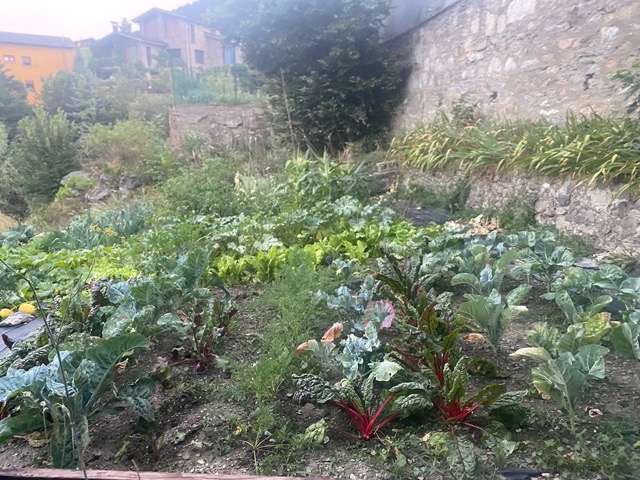 Vegetable Allotment View