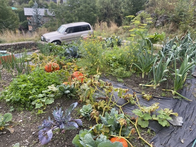 Vegetable Allotment View